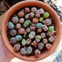 ราคา ❎ถูกมากก❎ ไลทอป ( Lithops ) (1883969826)