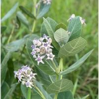 ราคา ดอกรักสีม่วง ดอกรักทำพวงมาลัย ไหว้ครู งานฝีมือ (18190889018)