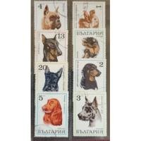 ราคา แสตมป์ต่างประเทศ รูปหมา ใช้งานแล้วสภาพดี (7238682738)