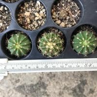 ราคา กระบองเพชร เมโลแคคตัส (642069161)