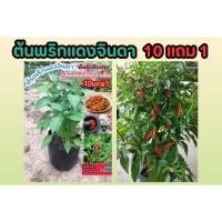 ราคา ต้นพริกแดงจินดา. ชี้ฟ้า สวนครัว จินดา ขี้หนูสวน ผักชี ต้นหอม มะนาว พริกกระเหรียง ผัก สมุนไพร น้ำพริก ต้นกล้า เมล็ดพันธุ์ (28816872430)
