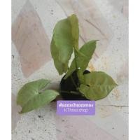 ราคา ต้นออมเงินออมทอง 1 ต้น/กระถาง (3014666275)