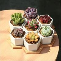 ราคา เมล็ดพันธ์ กุหลาบหิน แคคตัส ใบบวมน้ำ (5488843017)