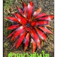 ราคา สับปะรดสี Bromeliad Neoregelia Pimento จำนวน 1 ต้น จัดส่งแบบถอดกระถาง ต้นไม้สวยงาม ฟอกอากาศ ต้นไม้มงคล (18070837693)