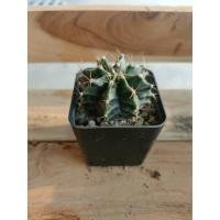 ราคา กระบองเพชร แคคตัส ยิมโนคาไลเซียมgymnocalycium (8034470290)