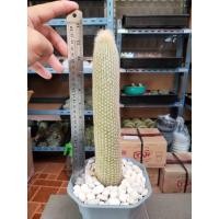 ราคา ใส่โค้ด BYJAME100 ลดทันที 10% [ถูกสุด] Cactus ไฟฉายเงิน กระบองเพชร แคคตัส (10461717688)