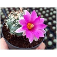ราคา 2ต้น/ชุด กระบองเพชร แคคตัส Cactus: แมมชูแมน แมมชูแมนนิไอ Mammillaria schumannii สวยงาม ต้นกำลังสวย (3481732127)