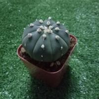 ราคา กระบองเพชร cactus Astrophytum แอสโตรไฟตัม นูดัม มี 8 พู (665927690)