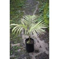 ราคา Archontophoenix alexandrae (King Palm) ต้นสูงประมาณ 70 ซม. ถุงเพาะขนาด 3.5”x6” #คิงส์ปาล์ม #ปาล์ม #Palm #ปาล์มประดับ (42807050032)