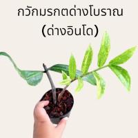 ราคา กวักมรกตด่างโบราณ (กวักด่างอินโด) ใบยาวหายาก ไม้ฟอกอากาศในบ้าน (21140683574)