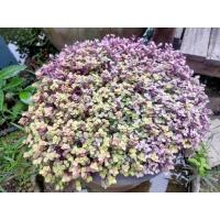 ราคา ต้นริบบิ้นชาลี Mini Turtle Plant (22016721278)