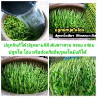 ราคา (500เมล็ด) เมล็ดผักบุ้ง ผักบุ้งแก้ว ผักบุ้งเย็นตาโฟ (8343243109)