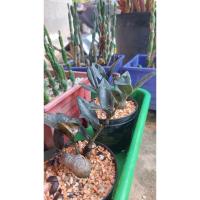 ราคา กวักมรกตใบดำ ต้นดำ ขายต้นไม่ขายใบ (43512096724)