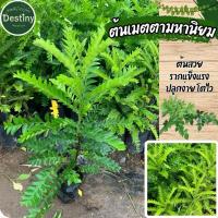 ราคา ต้นเมตตามหานิยม หรือ ต้นมยมทอง (41504354150)