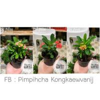 ราคา โป๊ยเซียนแคระ ( สีแดง,สีชมพู,สีส้ม) ❤️ (8055896841)