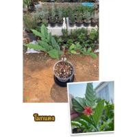 ราคา ต้นโมกแดง โมกราตรี #ไม้โบราณ (21675439700)