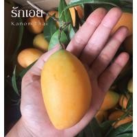 ราคา #มะยงชิด#มะปรางไข่#มะปรางหวาน12-15ลูกกิโล230฿/กิโลสดจริงอร่อยจิงคะ (9722863451)