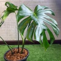 ราคา ฟิโลเดนดรอน มอนสเตอร่า Monstera ต้นไม้ฟอกอากาศ ไม้ต้น ราชินีแห่งไม้ใบ (3723398884)