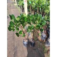 ราคา ต้นขนุนพันธุ์แดงสุริยา ทาบกิ่ง (21486211907)