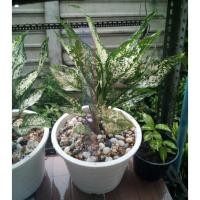 ราคา เพชรน้ำหนึ่ง2ต้น ในกระถางขาว10นิ้ว สูงเกิน20ซม.Aglaonema.อโกลนีม่า (12907811390)