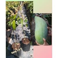 ราคา ต้นมะม่วงเขียวใหญ่ (กิ่งตอน) (8516591800)