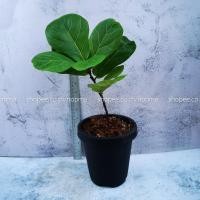 ราคา ไทรใบสัก ต้นไม้ฟอกอากาศ ต้นไม้ในห้องนอน ต้นไม้บนโต๊ะทํางาน ในกระถาง 6 นิ้ว (6246094263)