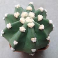 ราคา Cake Cactus Farm กระบองเพชร Echinopsis denudatum 'inermis' อิชินอป หนามสั้น (2365409366)
