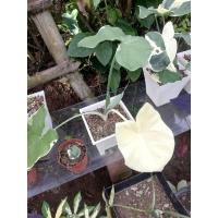 ราคา ต้นถุงเงินถุงทอง​ ไม้ด่าง​ ใบห่อเป็นรูปหัวใจเก็บเงินเก็บทองอยู่ (10347421664)