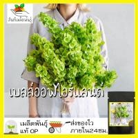 ราคา เมล็ดพันธุ์ เบลล์ออฟไอร์แลนด์ 100 เมล็ด bells of ireland seeds เมล็ดพันธุ์แท้ 100% นำเข้าจากต่างประเทศ ถูกดี โตไว ขายดี (11849007165)