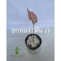 ราคา อัพเดทล่าสุด ฮกหลง #บอนฮกหลง #บอนสีฮกหลง ไซต์มินิ (10361081384)