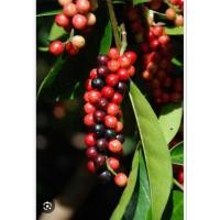 ราคา ลูกมาเม่า/ส้มซ่า/มะเม่าหลวง/มะเม่าเก็บสดน้ำหนัก 300 กรัม (44007693399)