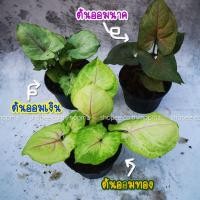 ราคา ออมเงิน ต้นไม้มงคล ฟอกอากาศ วางไว้ในห้องนอน หรือบนโต๊ะทํางานได้ ในกระถาง 4นิ้ว (9637205786)