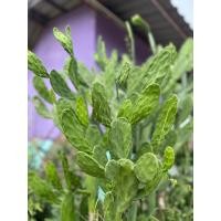 ราคา กระบองเพชรใบเสมา โอพันเทีย กระบองเพชรหูกระต่าย-หูมิกกี้เมาส์" (Opuntia microdasys) (22321410573)