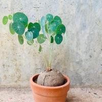 ราคา 1 หัว Stephania Erecta Craib ว่านบัวบกโขด Gotu kola ไม้ประดับ หายาก หัวโขด ขนาดตามรูป (8364461493)