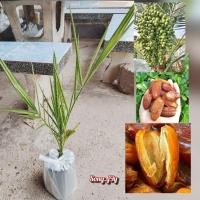 ราคา ต้นอินทผาลัม ไซส์ใหญ่ (27081066849)