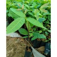 ราคา ต้นมะฮอกกานี ต้นกล้ามะฮอกกานี มะฮอกกานีใบใหญ่ ขนาด 20-30 ซม มีบริการเคลมฟรี (6760367869)