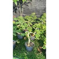 ราคา ต้นมะสังดัดโครง #สำหรับทำบอนไซ สวยๆ บอนไซมะสังดัด มินิมอล�เลี้ยงง่าย สไตล์มินิ��#ต้นมะสังดัด #บอนไซจิ๋ว (26771096368)