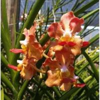 ราคา กล้วยไม้แวนด้าใบร่อง อุดรซันไณด์ ดอกหอม ส่ง แบบไม่ติดดอก (10651691941)