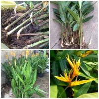 ราคา (3หัว) จำหน่ายเหง้าพันธุ์ ต้นเฮลิโคเนีย ต้น เฮลิโคเนีย สีเหลือง Heliconia (6452771044)
