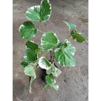 ราคา ต้นพันธุ์ เล็บครุฑกระจก ครุฑตีนกบ เล็บครุฑมือกบ ถุงดำพร้อมปลูก 29 บาท (42369124657)