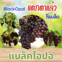 ราคา ต้นพันธุ์องุ่น แบล็คโอปอ แบบตอป่าติดตาแตกตาแล้ว (28862413504)