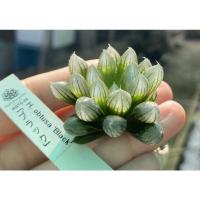 ราคา Haworthia black obtusa เลี้ยงดีๆเลนส์จะเป็นสีฟ้า (22409203229)