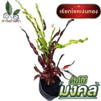 ราคา ต้นโกศล ต้นไม้มงคล โกศล (Croton) ใบเกลียวโปเต้ เกลียวแดง แดงนำโชค ไม้มงคล เรียกโชคเงินทอง (เกลียวแดง) (6089791207)