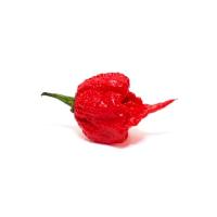 ราคา เมล็ดพริก Carolina reaper ( พริกที่เผ็ดที่สุดในโลก ) (140714180)