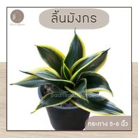 ราคา ต้นลิ้นมังกรทองเจดย์ ต้นไม้ฟอกอากาศ ต้นไม้มงคลกระถาง 6 นิ้ว (9325861800)
