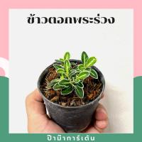 ราคา ต้นข้าวตอกพระร่วง มาในกระถางพร้อมตั้ง (3692693077)