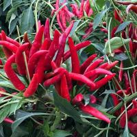 ราคา เมล็ดพันธุ์พริกจินดาแดง ตราเจียไต๋ ประมาณ50เมล็ด BIRD CHILLI เมล็ดพันธุ์พริกจินดาแดง เมล็ดพริก เมล็ดพันธุ์พริก พริกจินดา (29908595835)