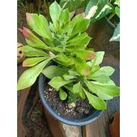 ราคา ว่านพญานาคราช พืชตระกูลกระบองเพชร (12035382363)