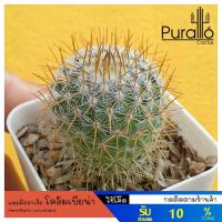 ราคา ต้นกระบองเพชร แมมมิลลาเรีย โคลัมเบียน่า Mammillaria columbiana ไม้เพาะเมล็ด #cactus #แคคตัส (5831837344)