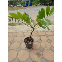 ราคา ต้นหางไหลแดง(โล่ติ๊น) (41853918697)